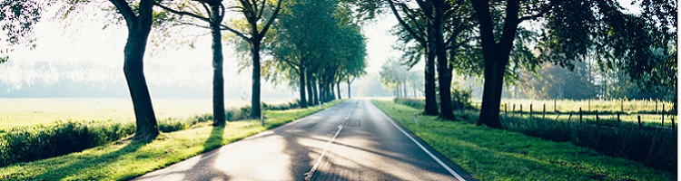 A long straight road though mature trees